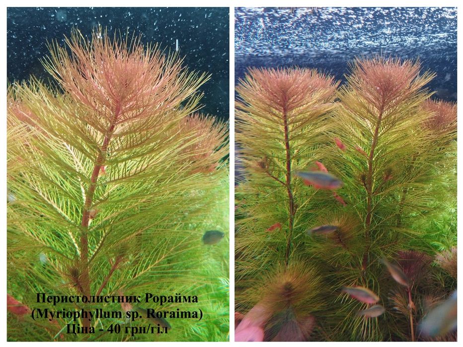 Акваріумні рослини