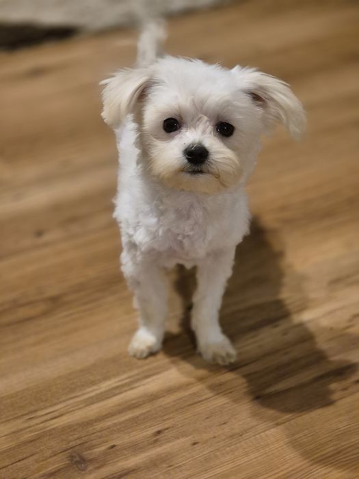 Maltanczyk piesek xs