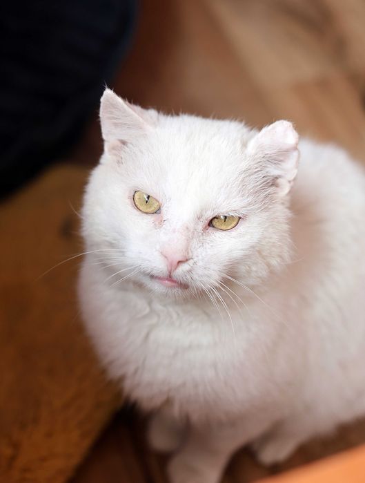 Cudowny Kocurek szuka domu. Fiv+