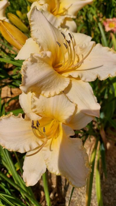 Liliowce wielkokwiatowe.