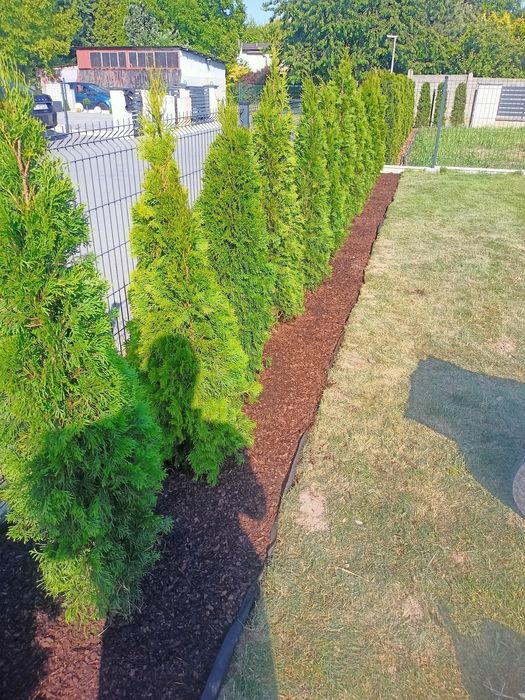 Thuja szmaragd Piękne