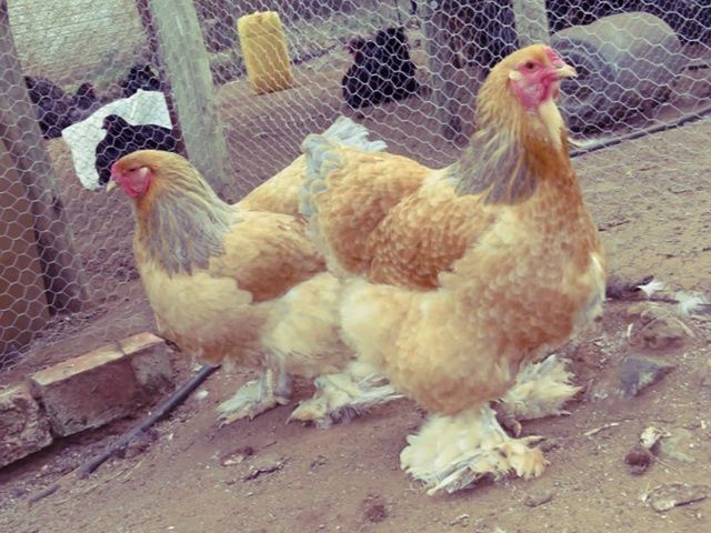 Інкубаційне яйце та курчата.Брама: біле золото, колумб. золото,лимонна