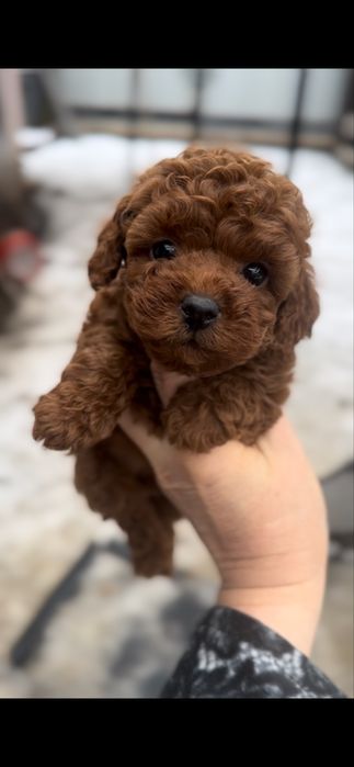 Розкішний редбраун хлопчик той пудель