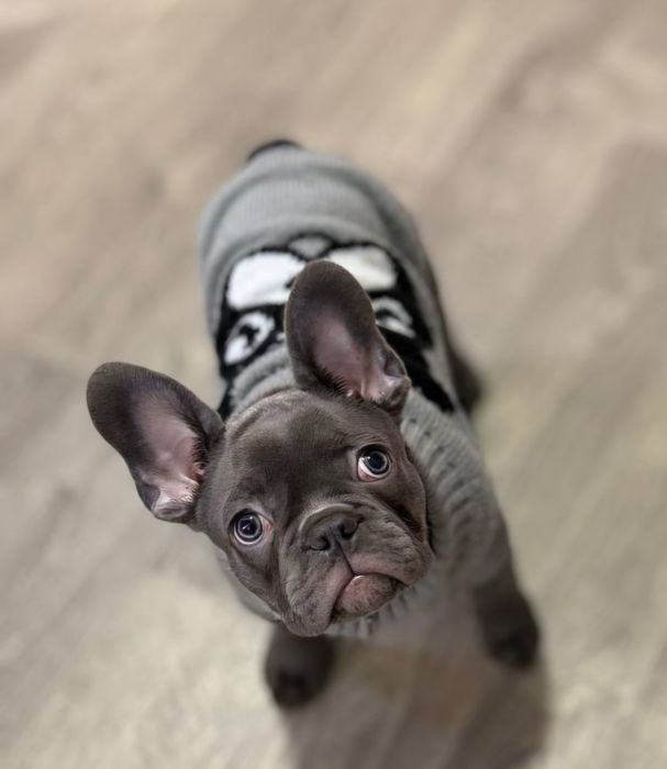 Французька булка