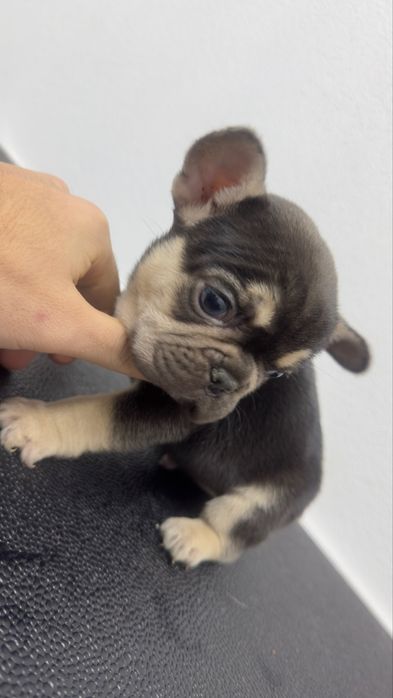 Bulldog frances exelente exemplar