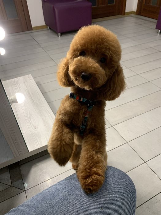 Жених редбраун розвязаний КСУ