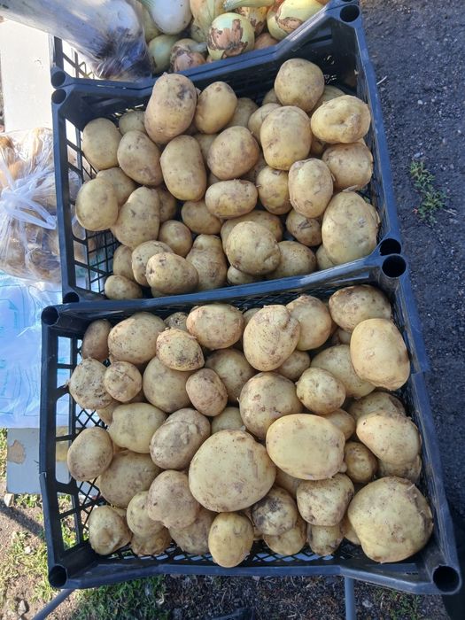 Продам молоду картоплю рів'єра .
