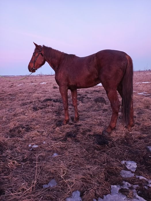 Продам або обміняю жереба 4 роки