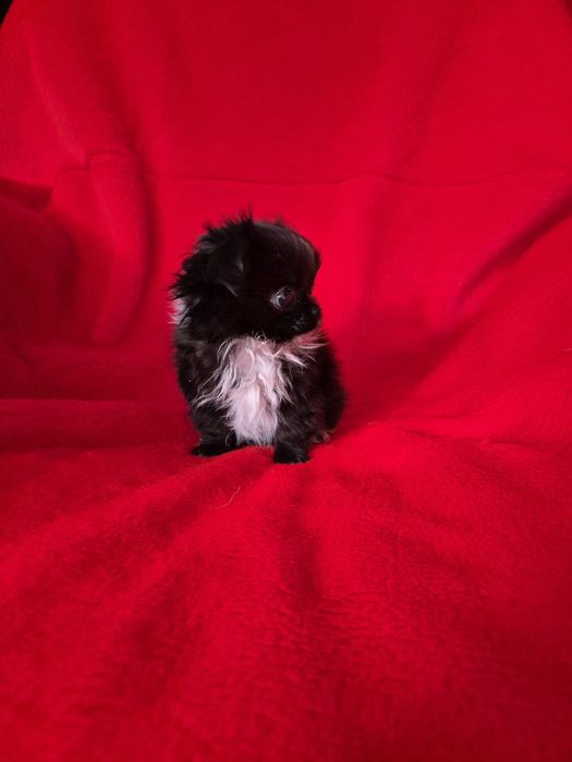 Jednooki piesek chihuahua