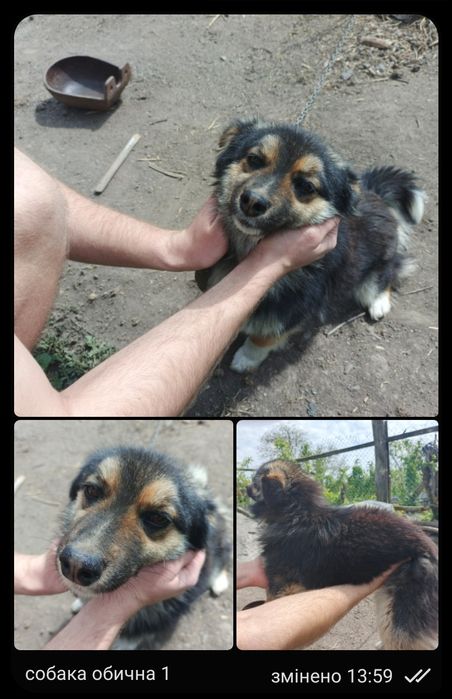 Суки собаки 1 рік
