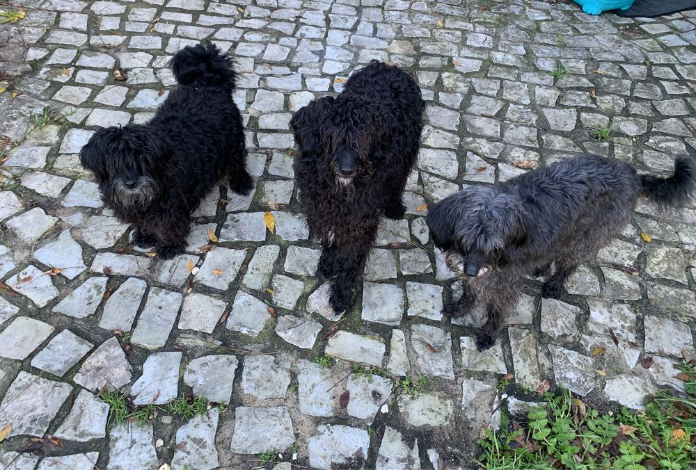 Dog Walker/ Pet Sitter / Pet Sitting / Passear Cães