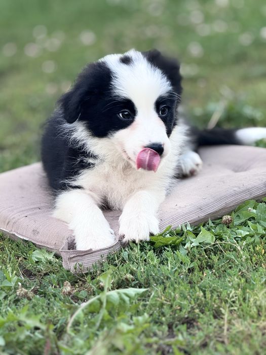 Czarno biale Border Collie piesek