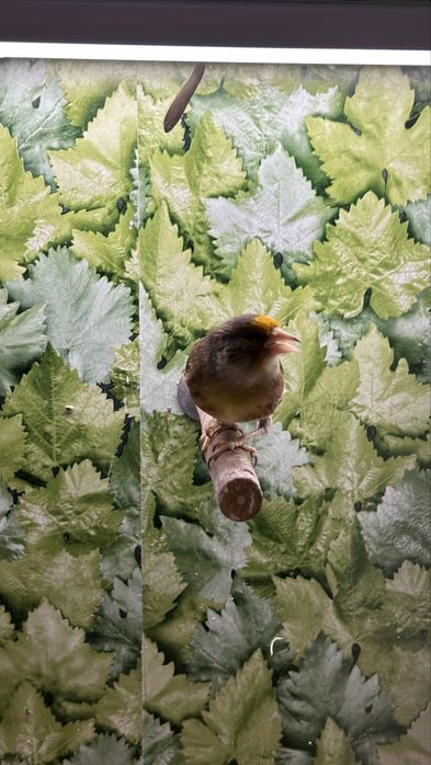 Basztard po Szczygle 25r