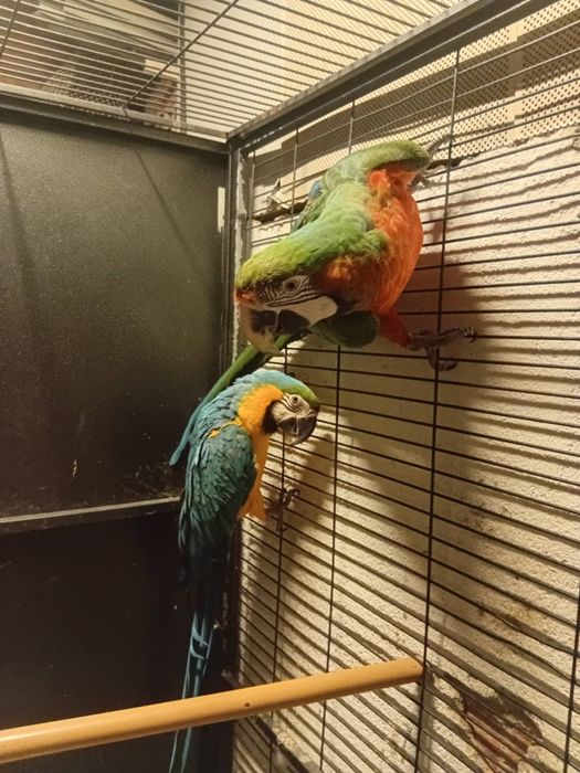 Casal fêmea Ararauna macho arlequim