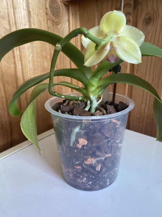 P. Mituo Diamond Canary 'Miro 3'Митуо диамонд