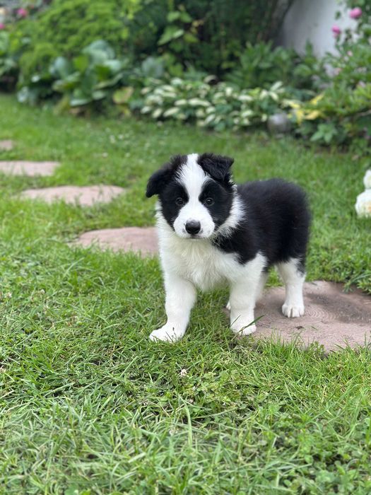 border collie blue merle