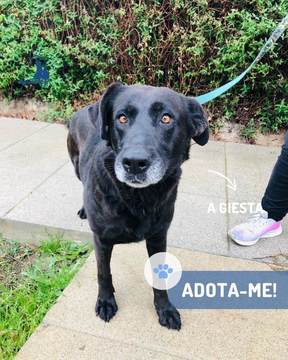 Giesta cadela para adoção