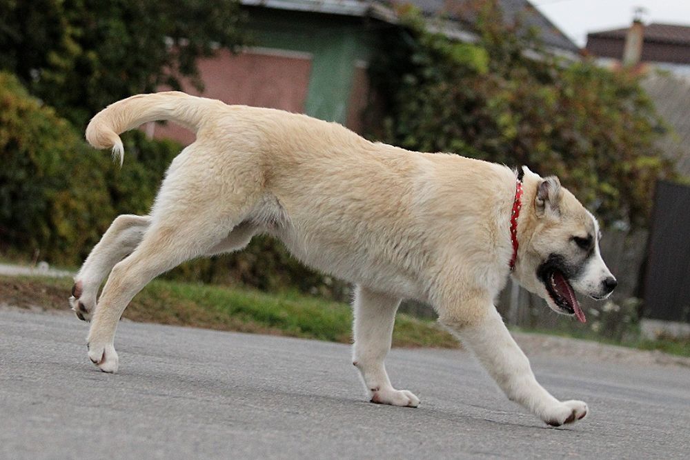 Кавказець-вовкодав.