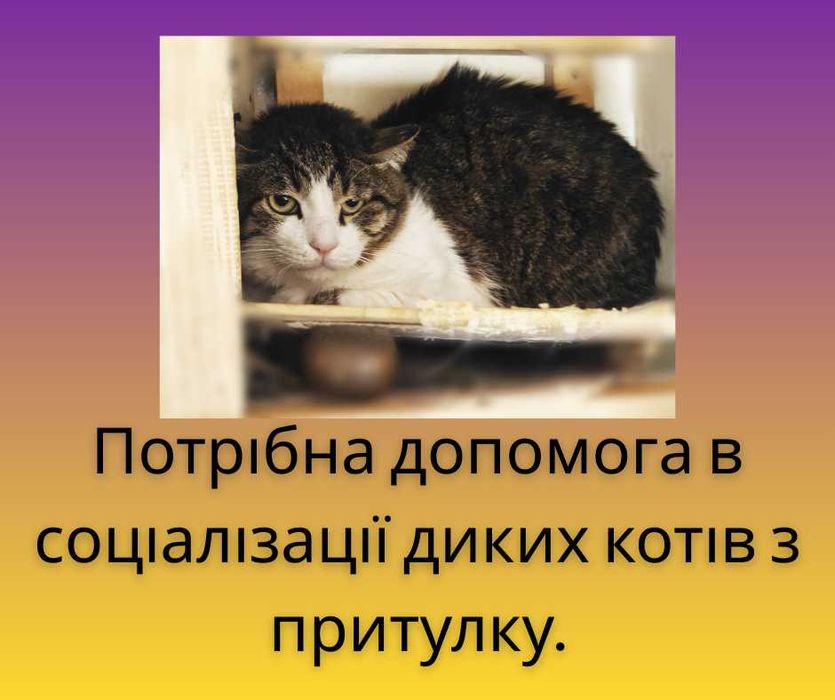 Потрібна допомога в соціалізації диких котів з притулку.