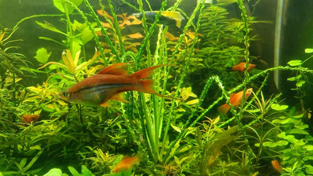 Mieczyki   różne odmiany 4-6 cm