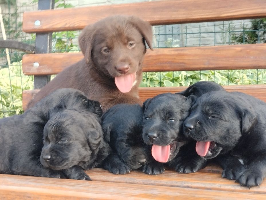 Лабрадор Ретривер щенки Питомника с Доставкой
