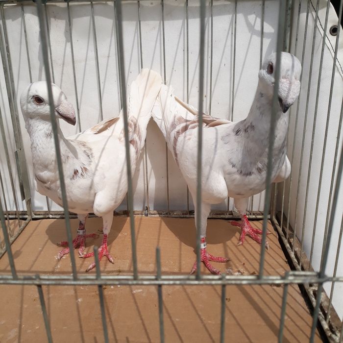 Ozdobne niemiecki wystawowy
