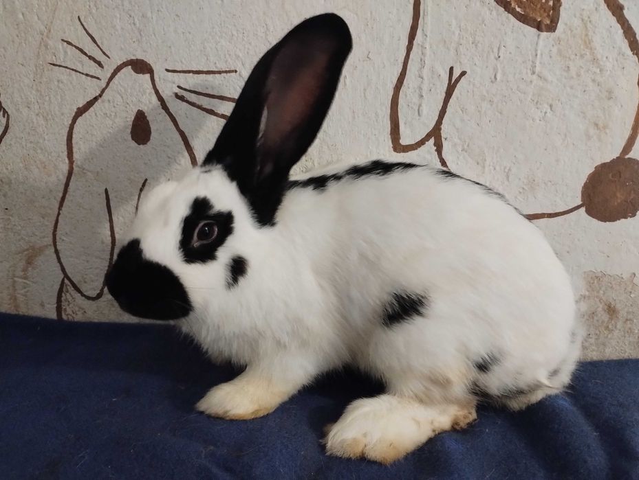 Młody królik samiec z własnej hodowli