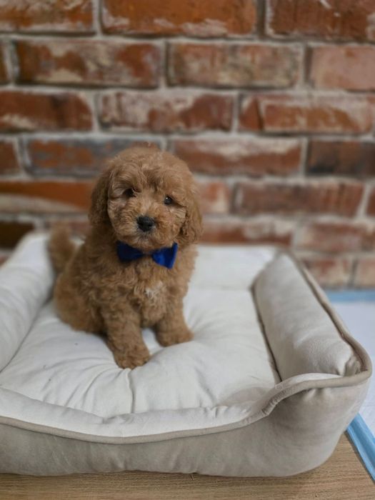 Чудовий красень той пудель