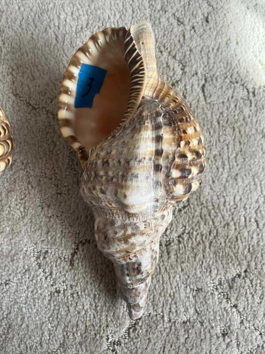 Muszla Trytona dekoracyjna