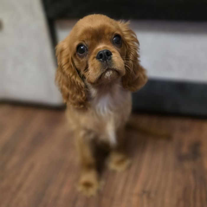 Samczyk Cavalier King Charles Spaniel