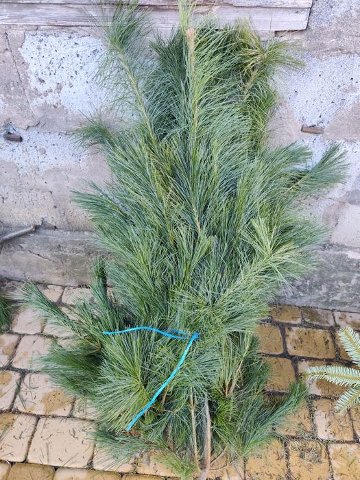 Sosna wejmutka 5 kg