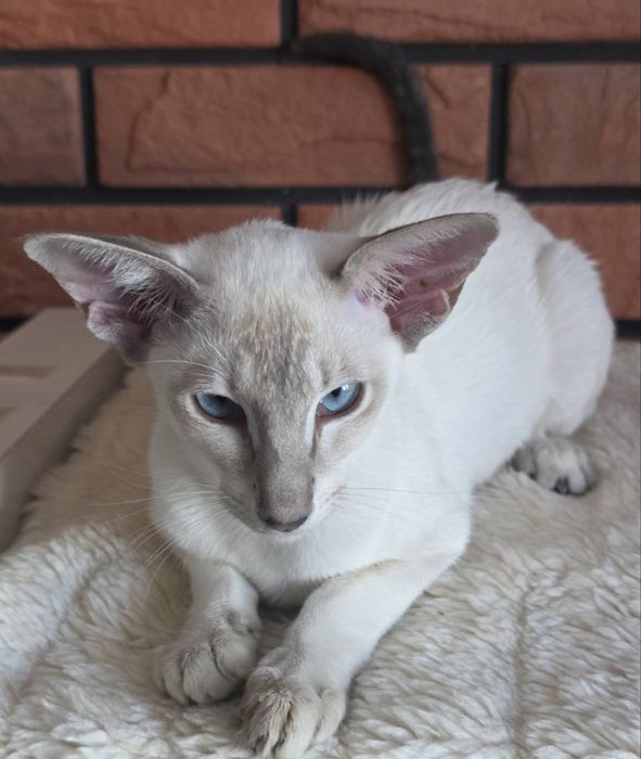 Kotka syjamska Dorycats*PL rodowód Felis Polonia