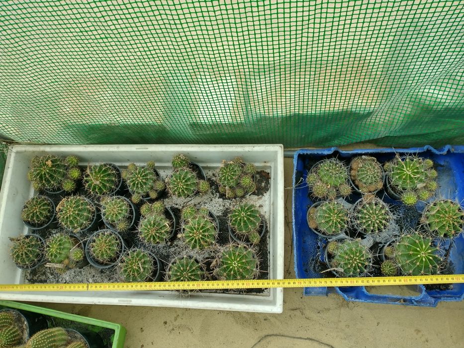 Zestaw kaktusów i sukulentów 21 szt