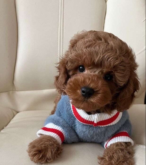 Малюк той пудель