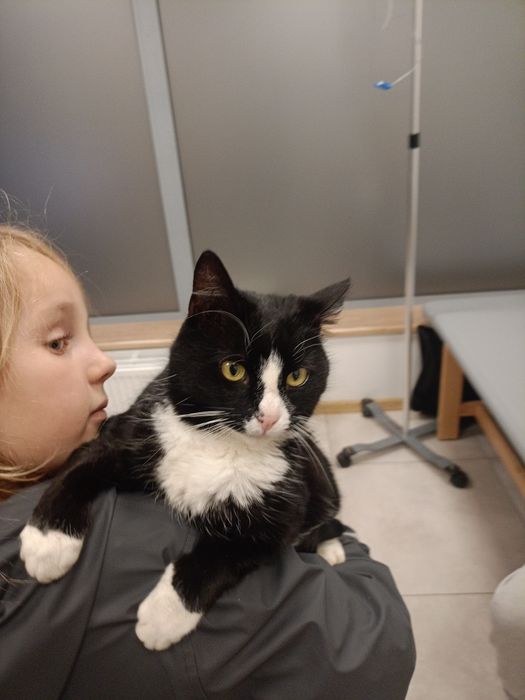 Paczusia - roczna kotka do adopcji !