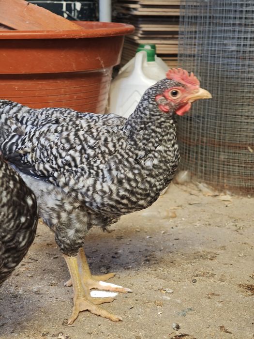 Frango pedrês portuguesa