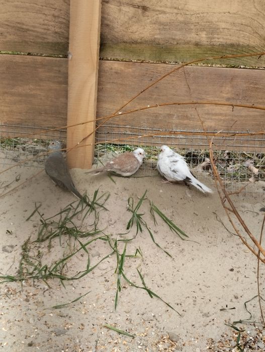 Gołąbki diamentowe szeki