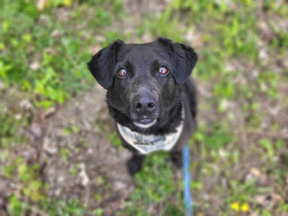 Kulka na tropie domu