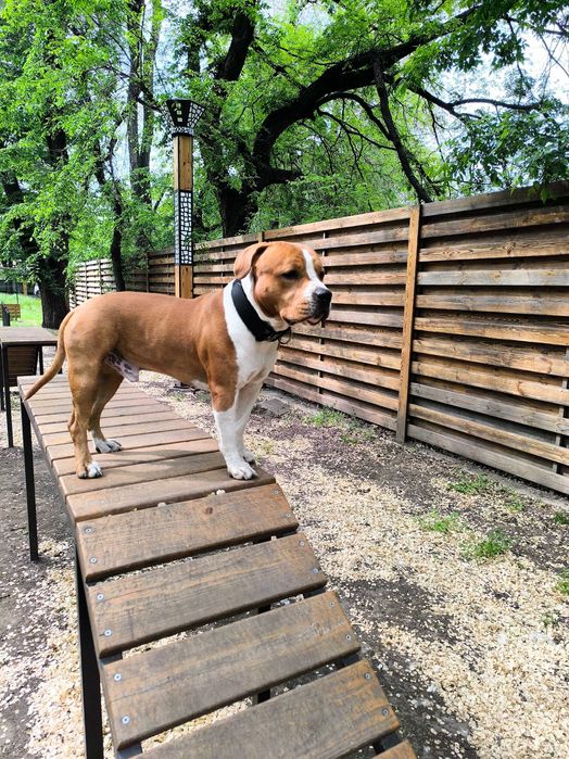 послуги кінолога