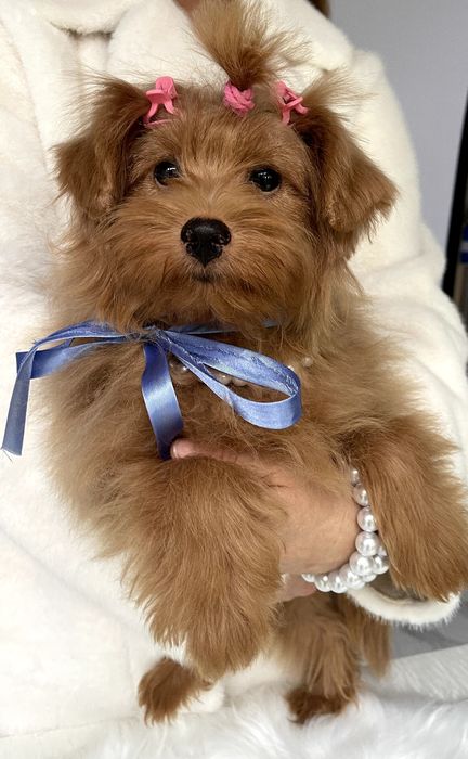 Помапу — Дівчатка-пухнастики з міжнародним паспортом