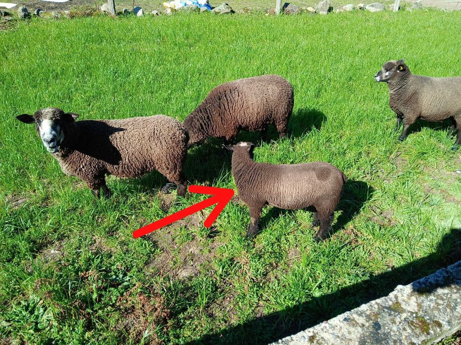 Vendo cordeiro P3 PURO