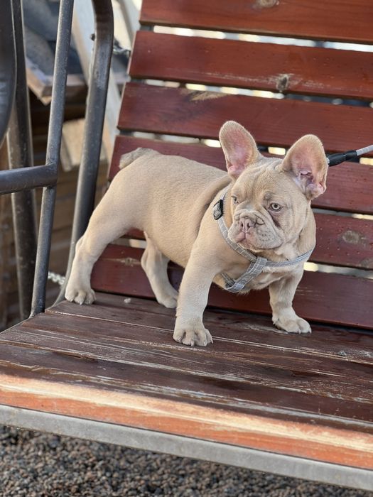 Французский бульдог