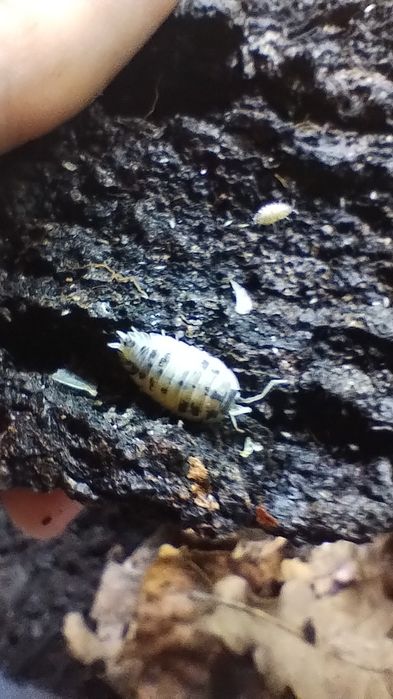 Izopody Porcellio laevis Dairy Cow