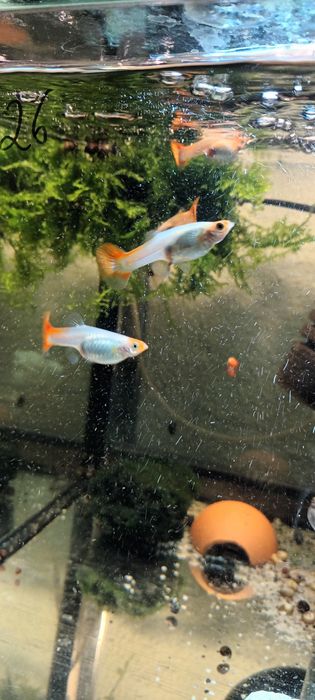 Gupik koi Golden koi
