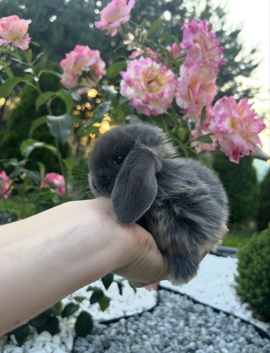 Karzełek Baranek/Mini Lop - Rodowód/Metryka Królik Króliki