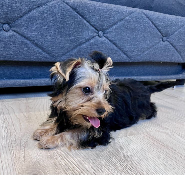 York, Yorkshite Terrier