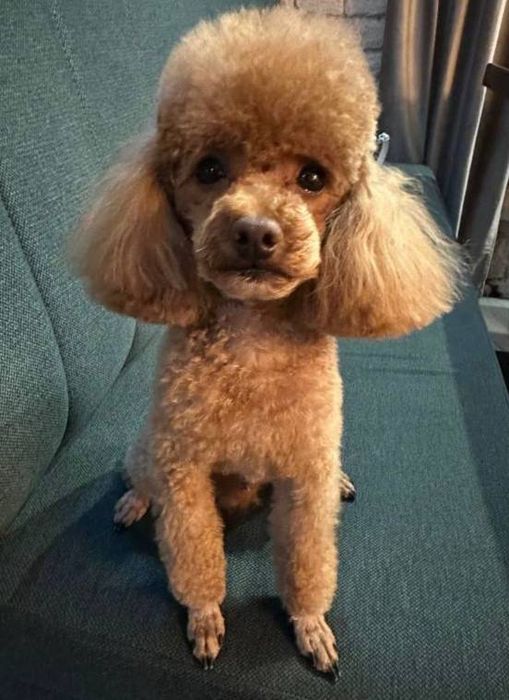 Вязка Той Пудель Teddy "Red Braun" Бейбі фейс