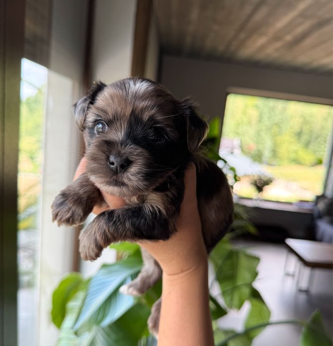Urocza suczka Merle Yorkshire Terrier