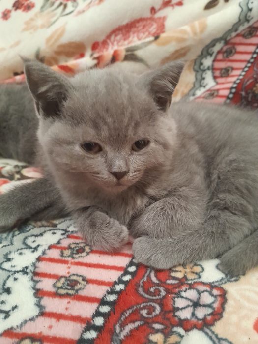 Продаються британськи кошенята