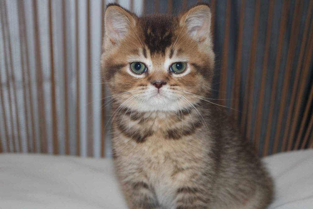 um gatinho scottish straight golden brown